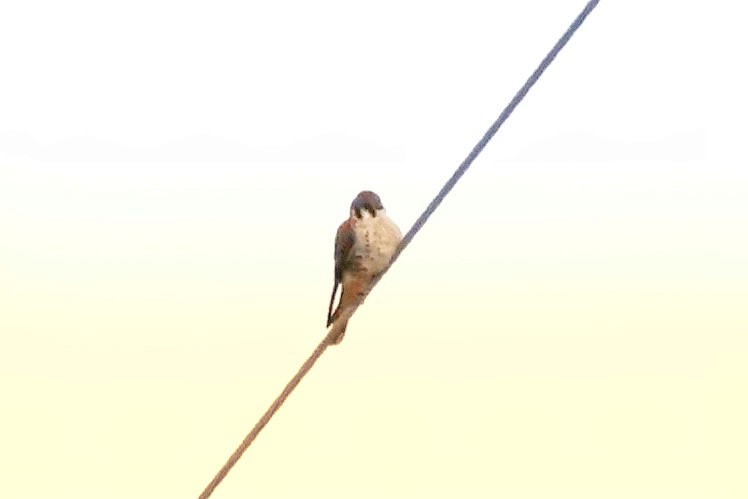 American Kestrel - ML613508701