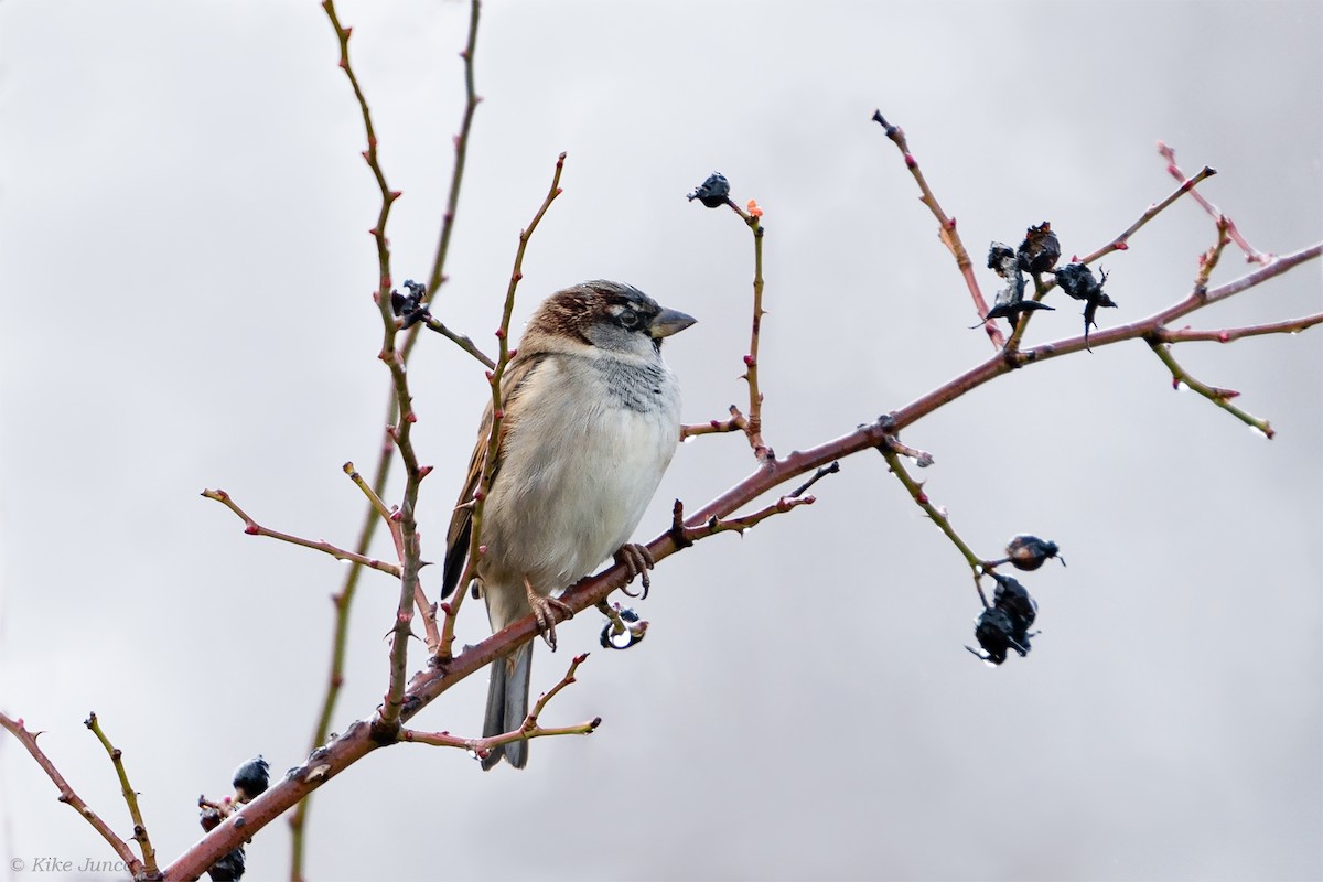 House Sparrow - Kike Junco