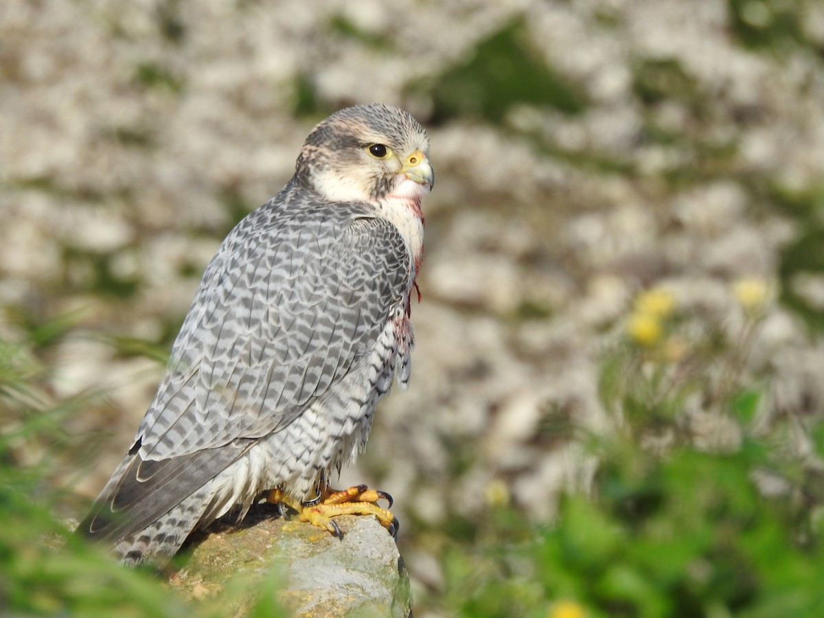 small falcon sp. - Rosario Mendoza