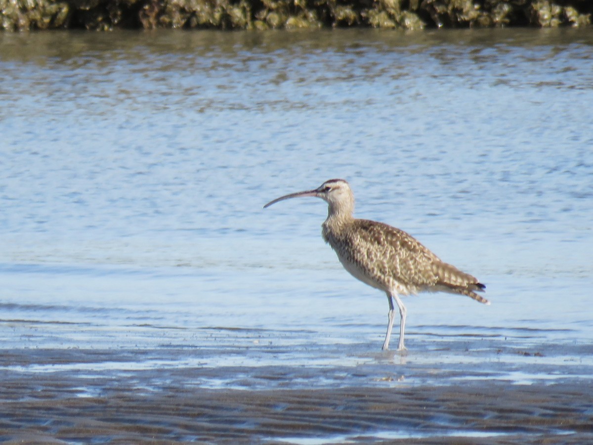 Whimbrel (Hudsonian) - ML613508822