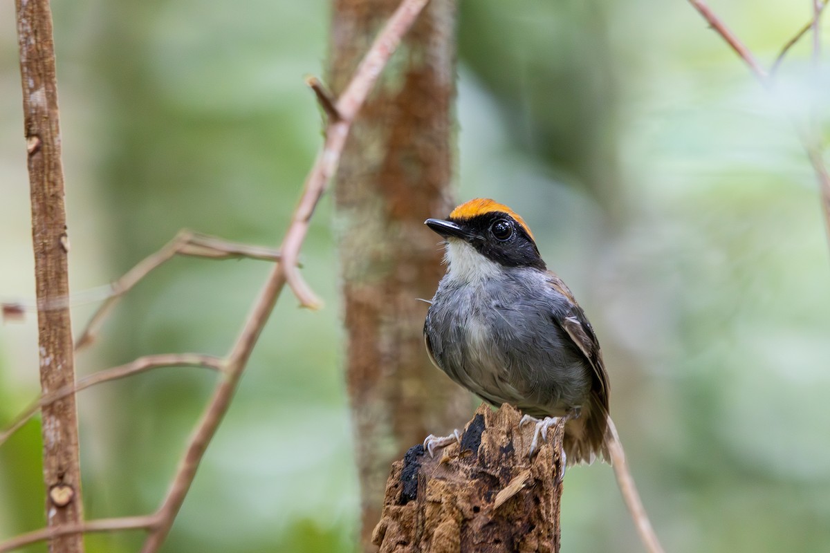 Black-cheeked Gnateater - ML613508878