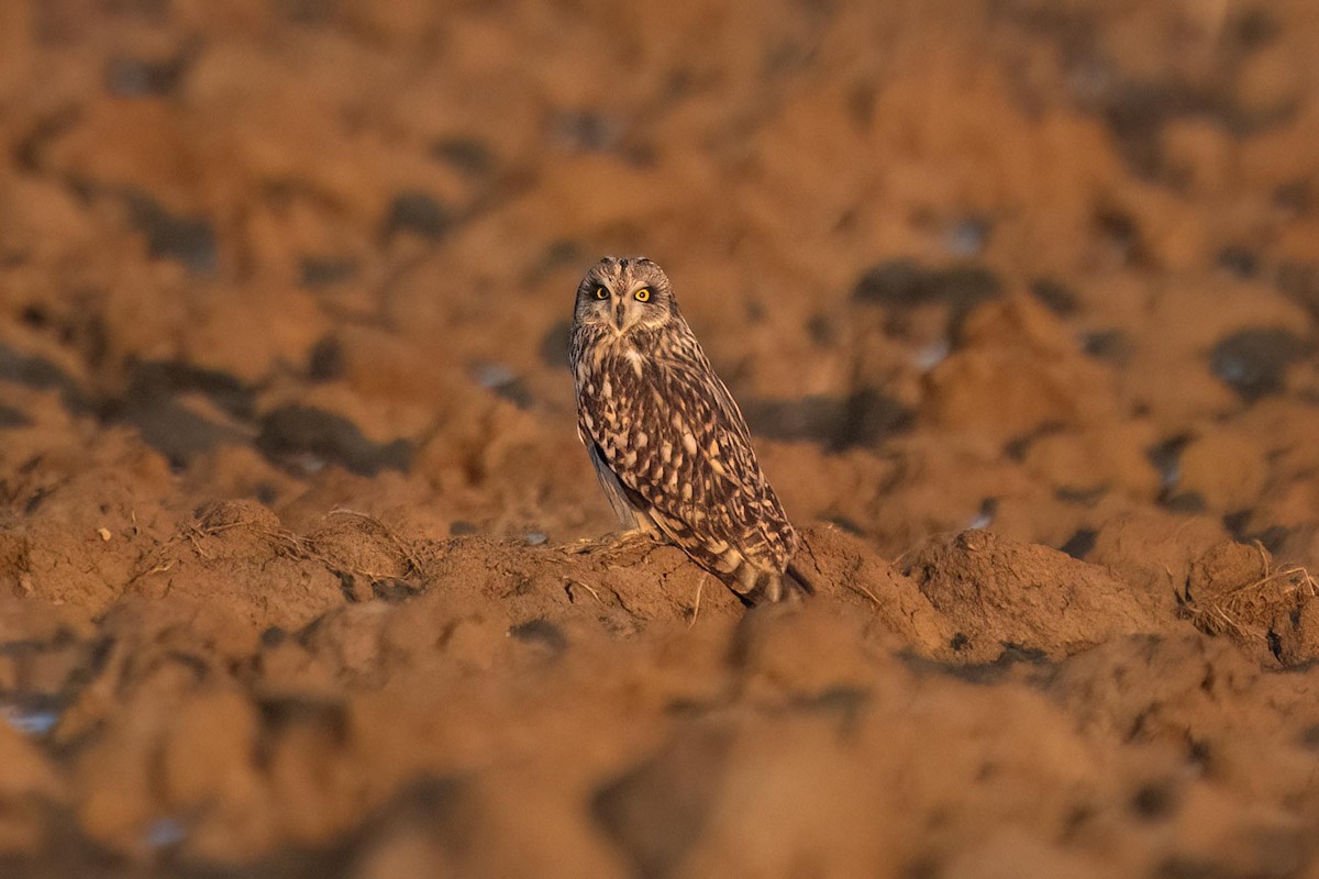 Short-eared Owl - Holger Schneider