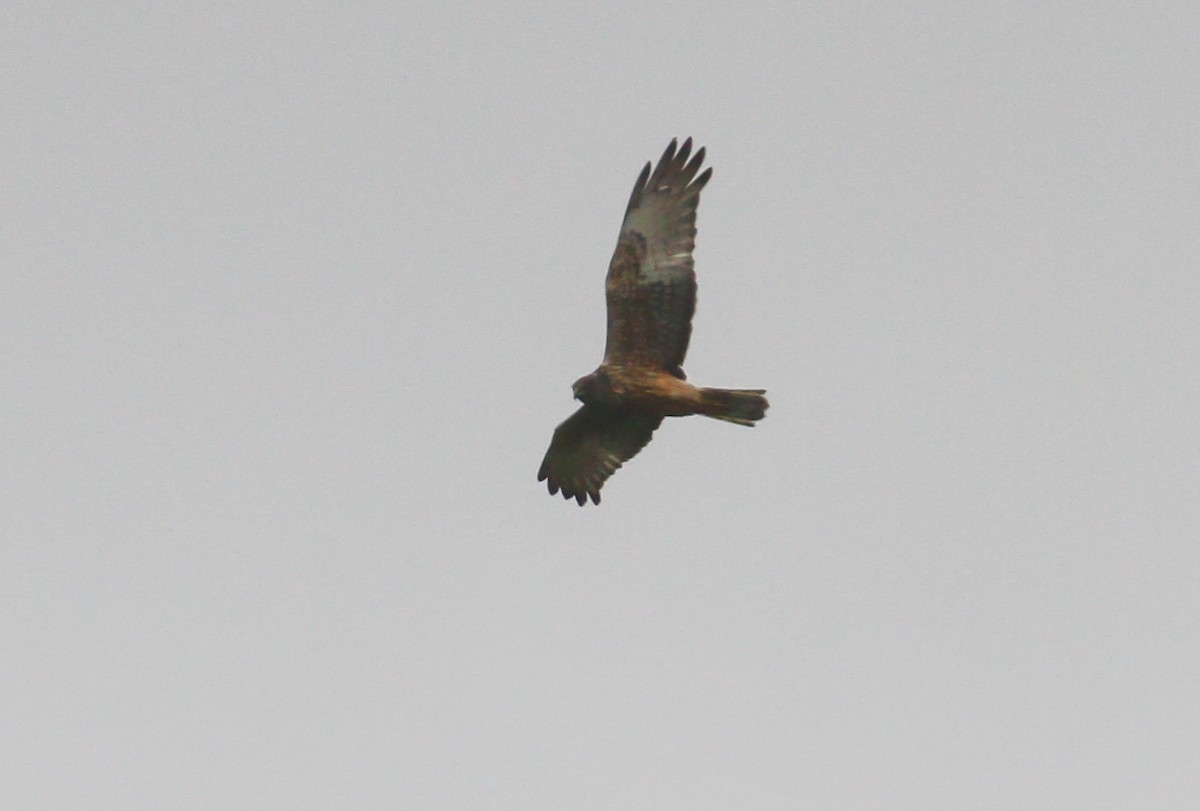 Swamp Harrier - ML613508971