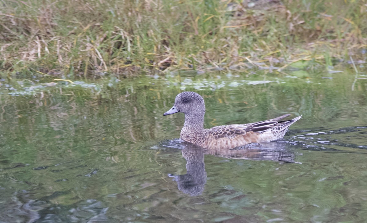 American Wigeon - ML613508974