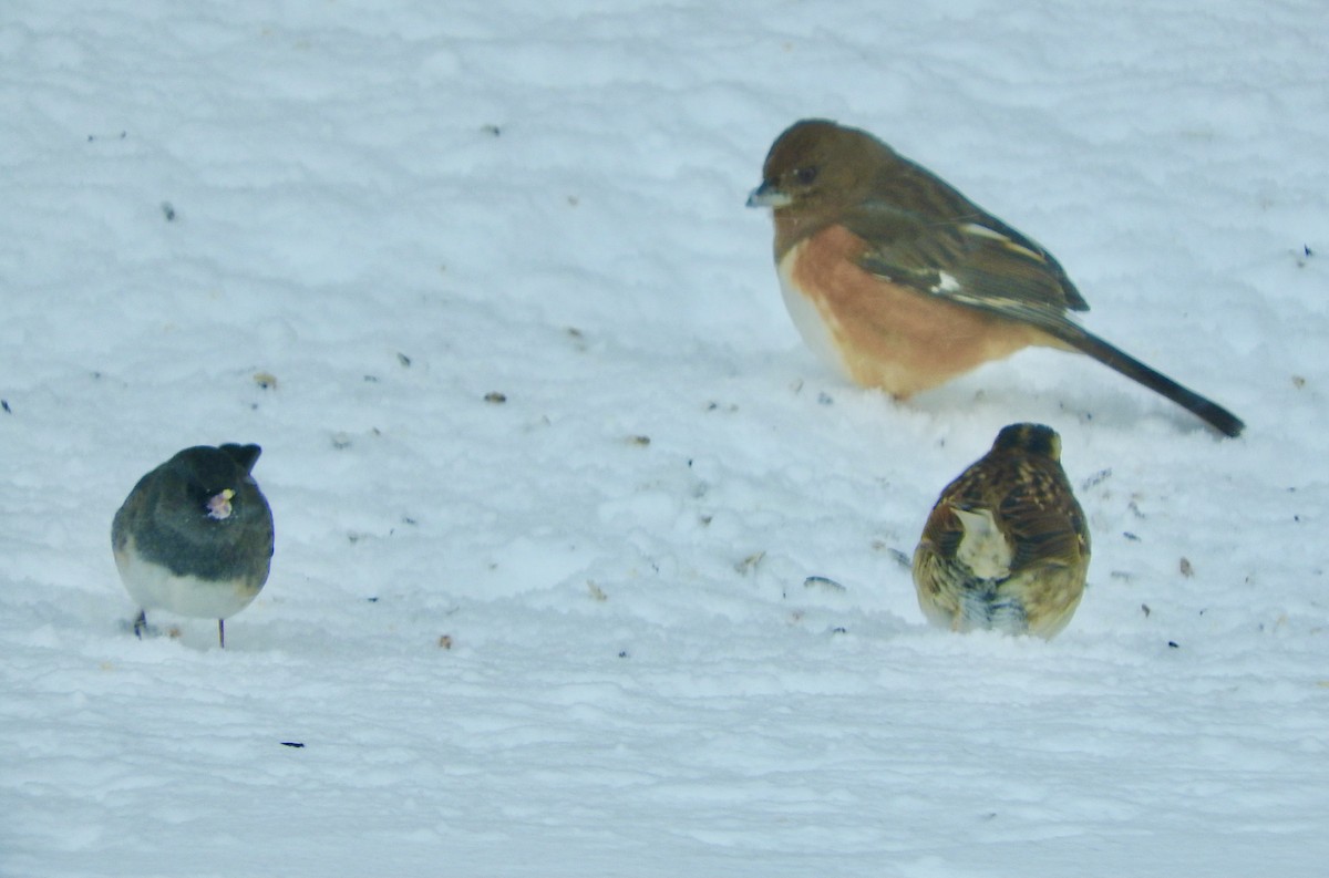 Eastern Towhee - Ozzerina Gall