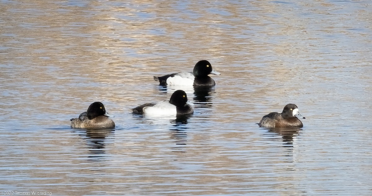 Greater Scaup - ML613508991