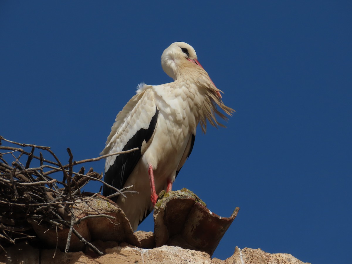 White Stork - Elizabeth Ferber