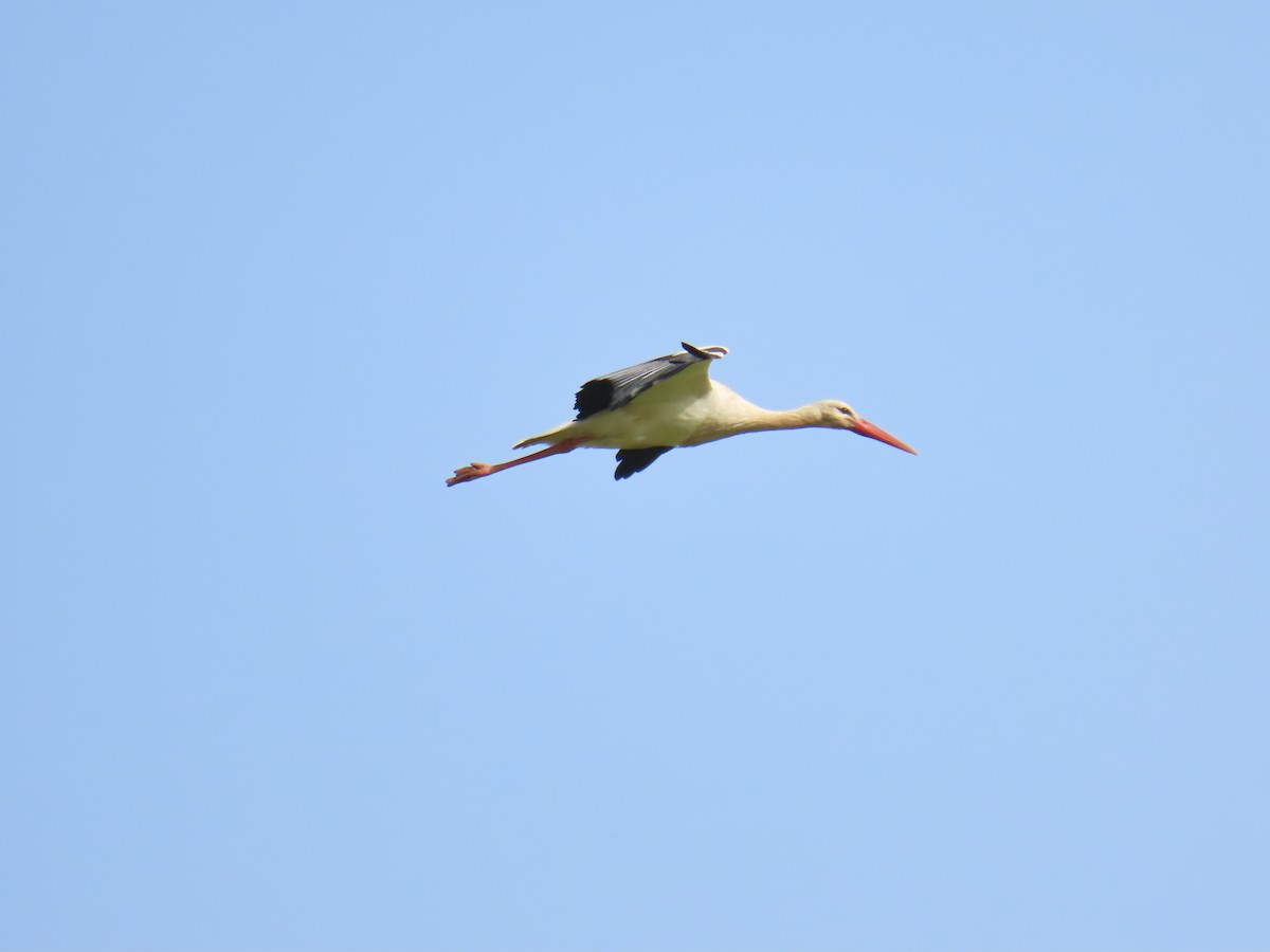 White Stork - ML613509015