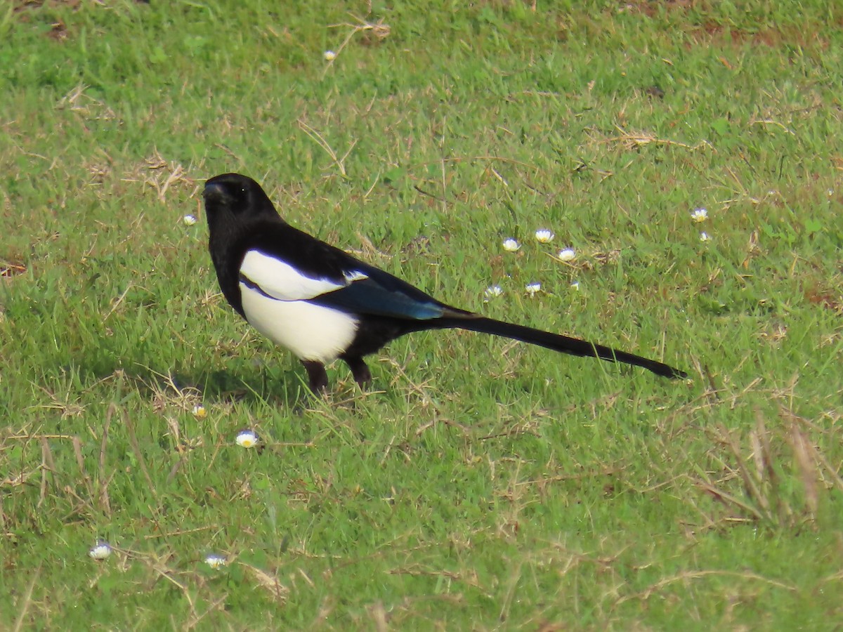 Eurasian Magpie - ML613509055