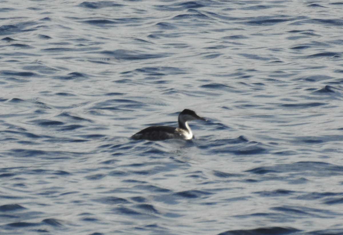 Horned Grebe - Xabier Saralegi