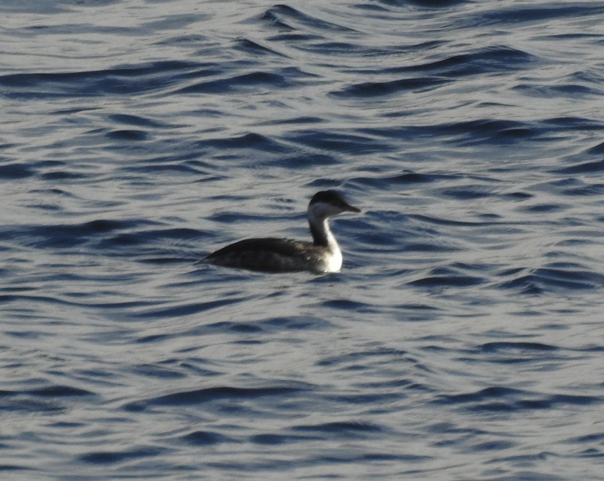 Horned Grebe - ML613509063