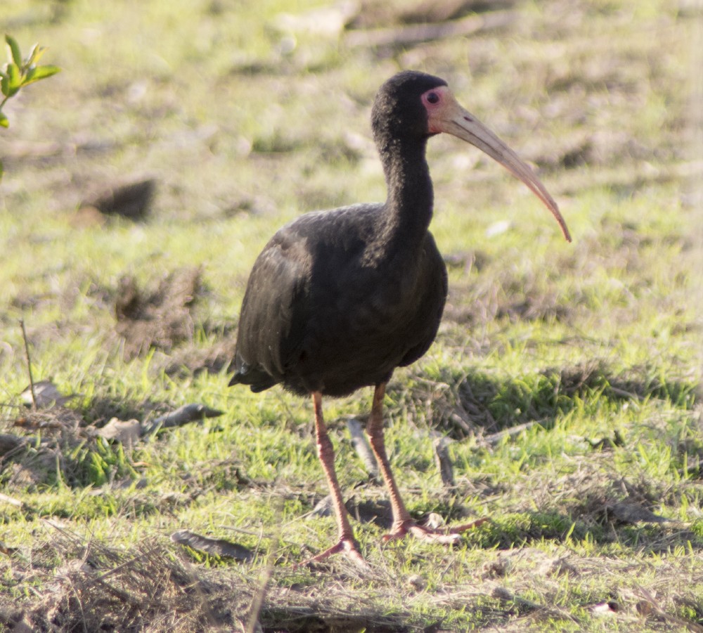 ibis tmavý - ML613509076