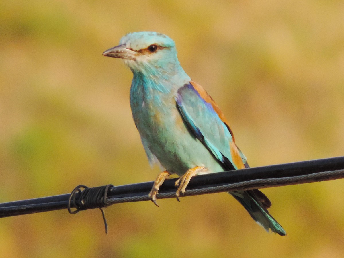 European Roller - Negien Rahimy