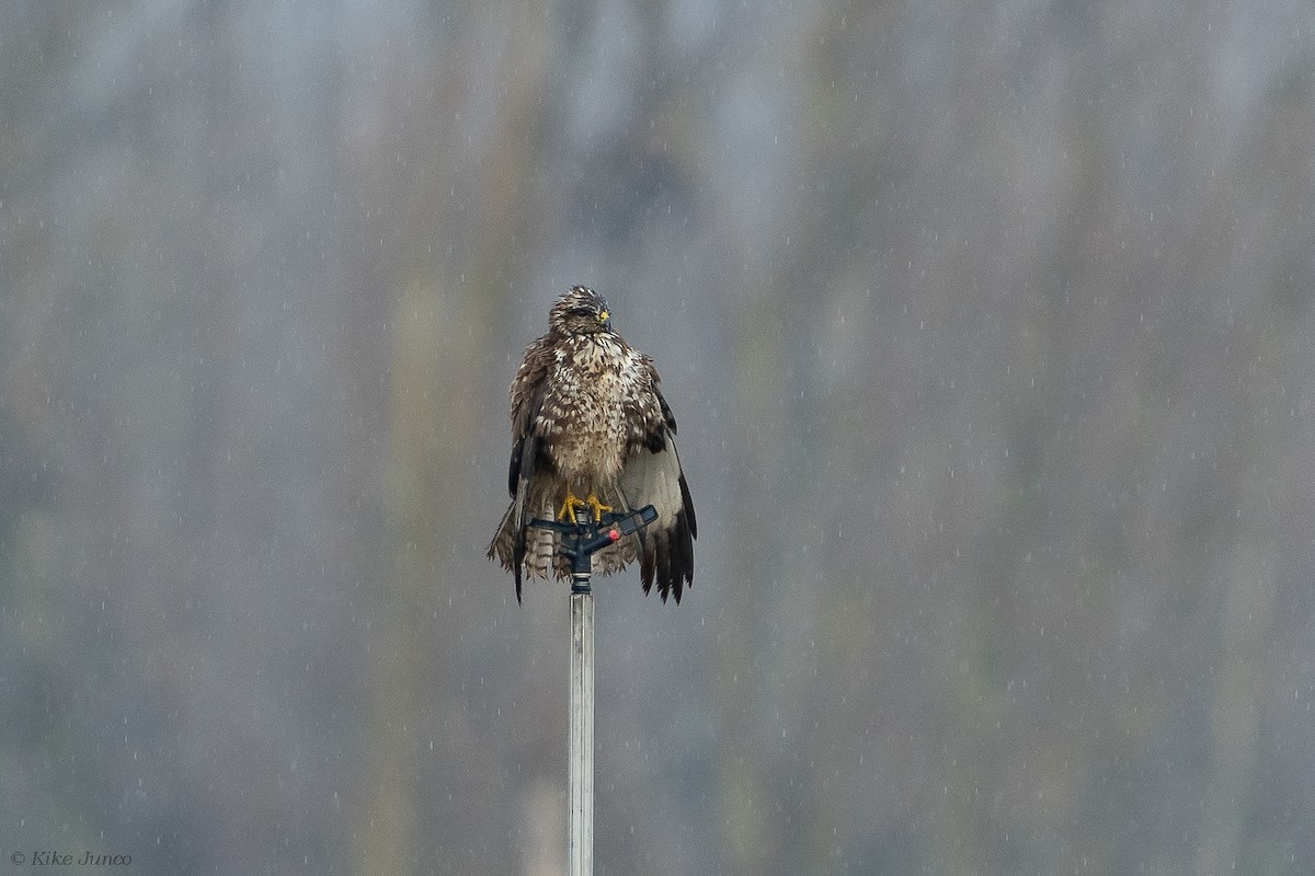 Common Buzzard - Kike Junco