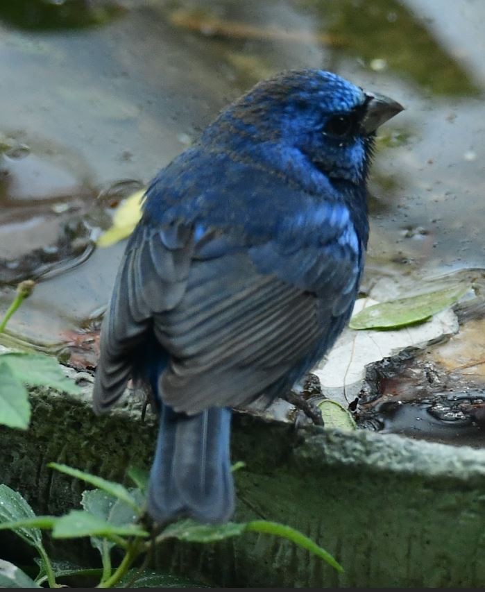 Blue Bunting - ML613509180