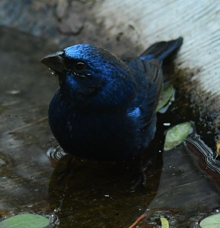 Blue Bunting - ML613509181