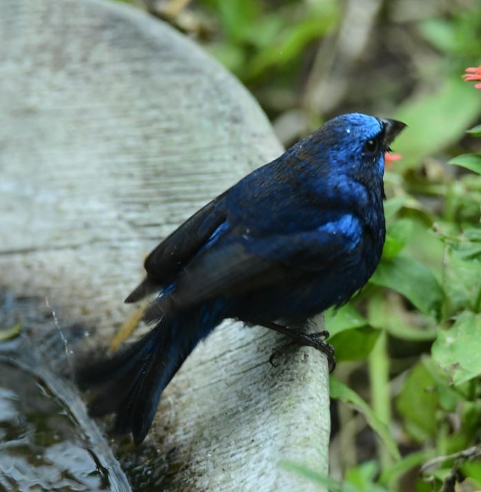 Blue Bunting - ML613509182