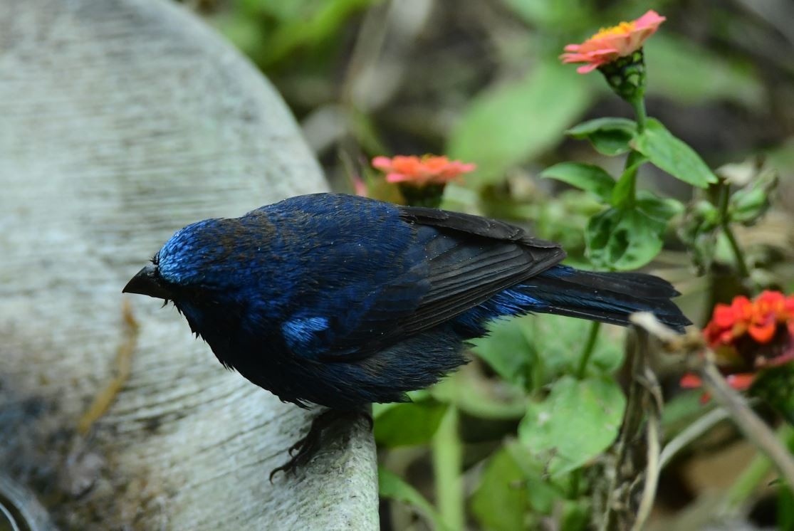 Blue Bunting - ML613509183
