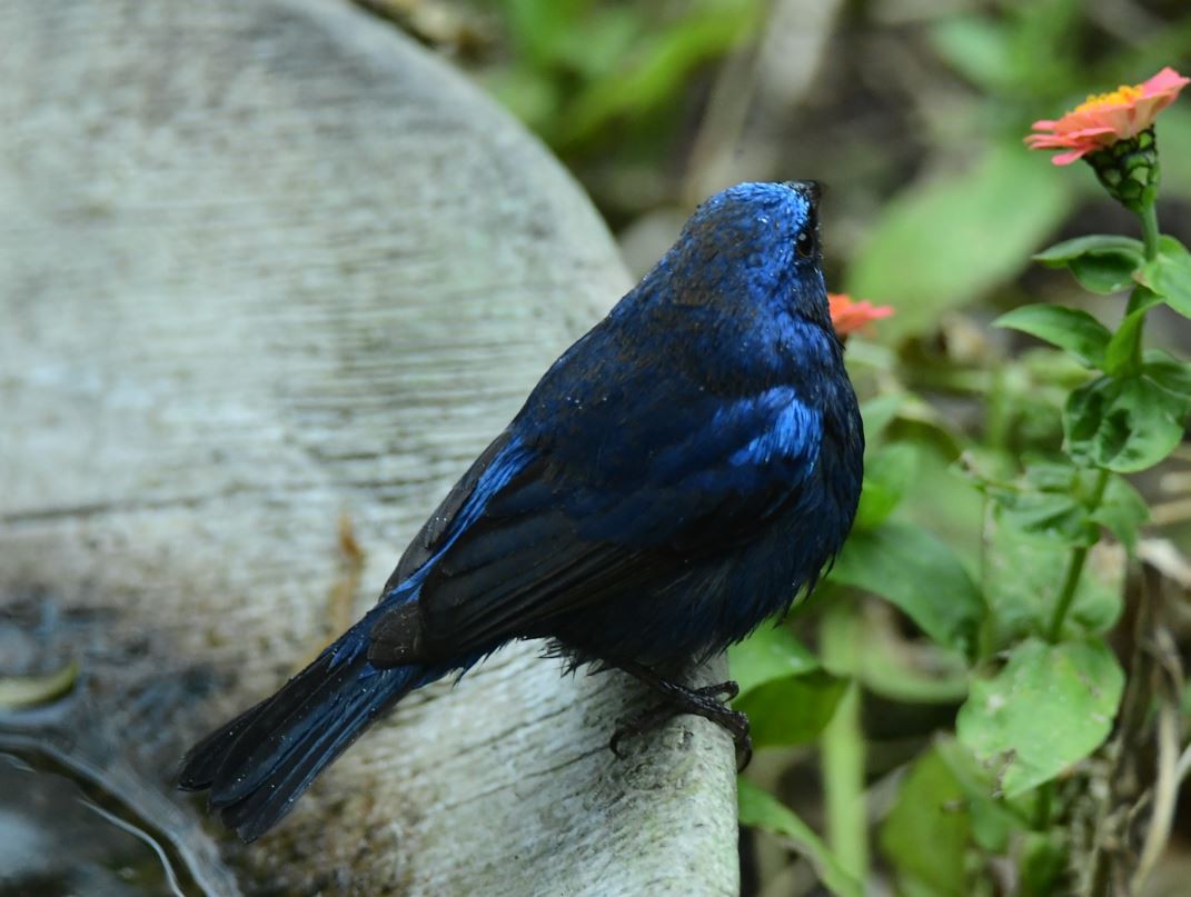 Blue Bunting - ML613509184