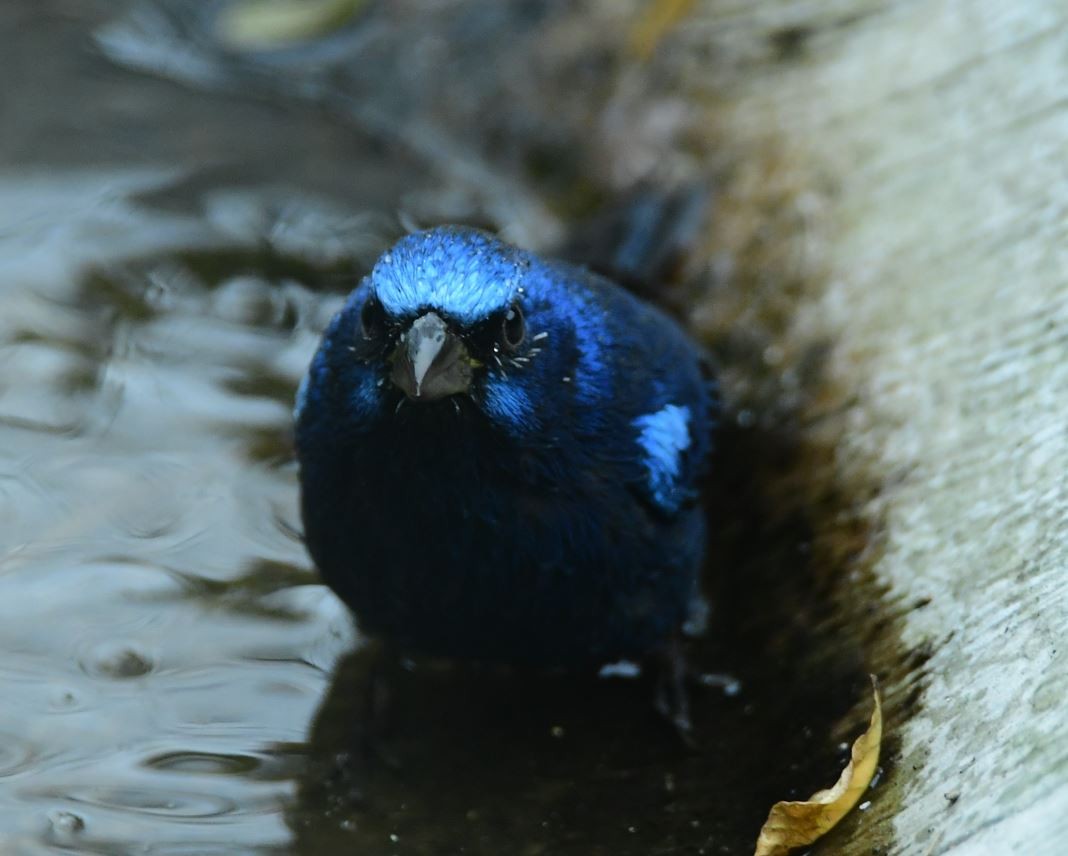 Blue Bunting - ML613509185