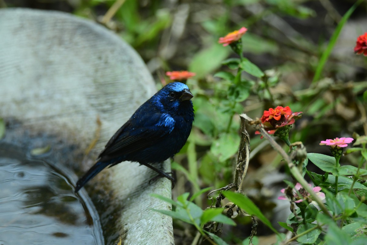 Blue Bunting - ML613509187