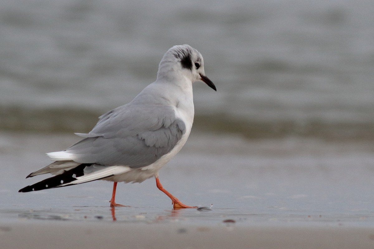 Mouette de Bonaparte - ML613509207