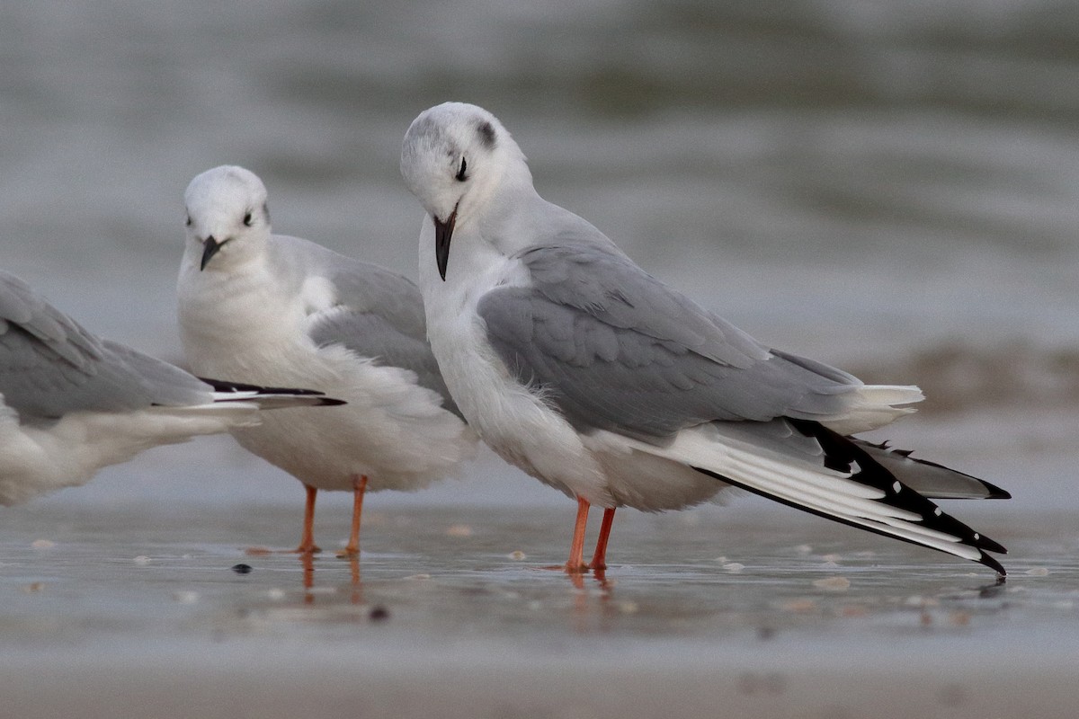 Mouette de Bonaparte - ML613509212