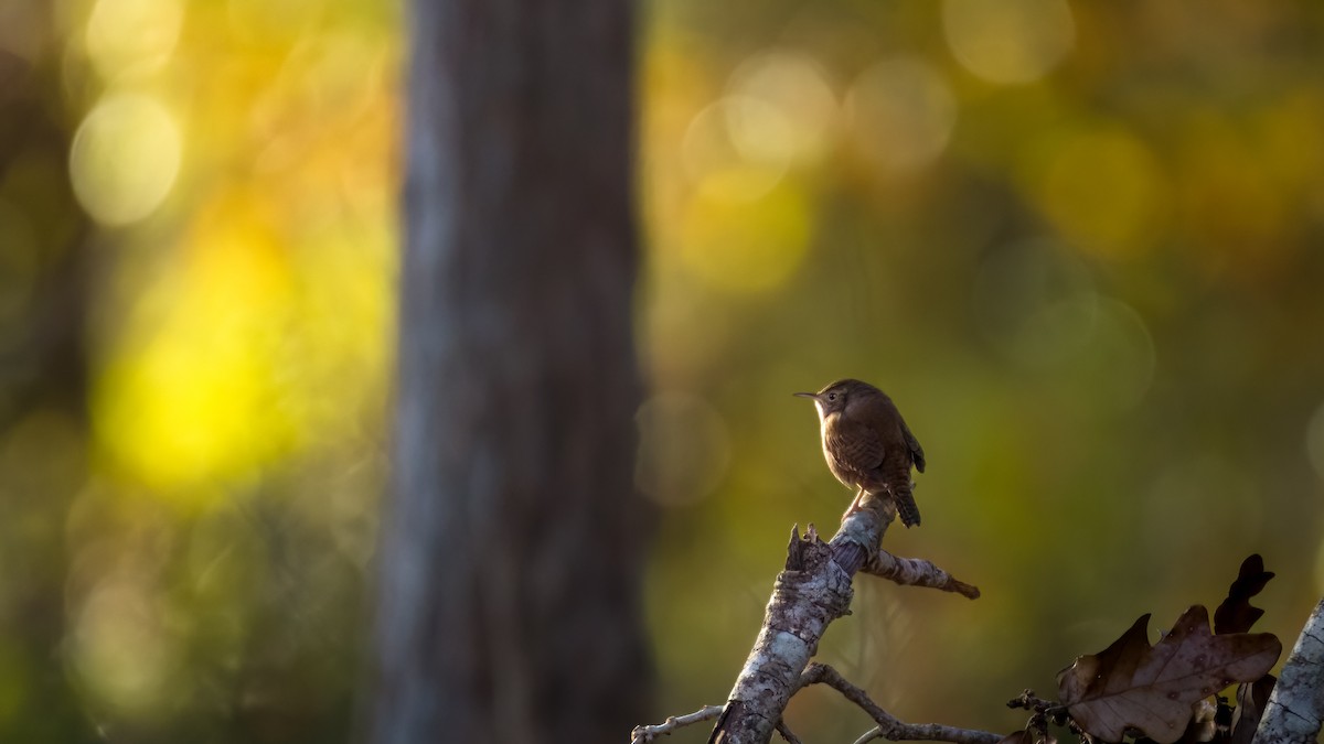 House Wren - ML613509228