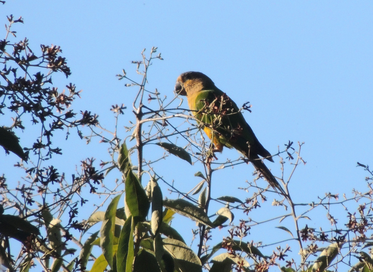 Brown-throated Parakeet - Carolina Dávila