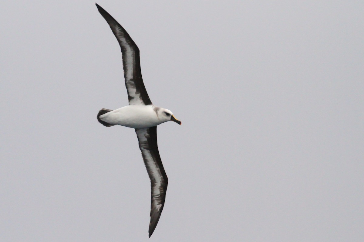 Gray-headed Albatross - ML613509291