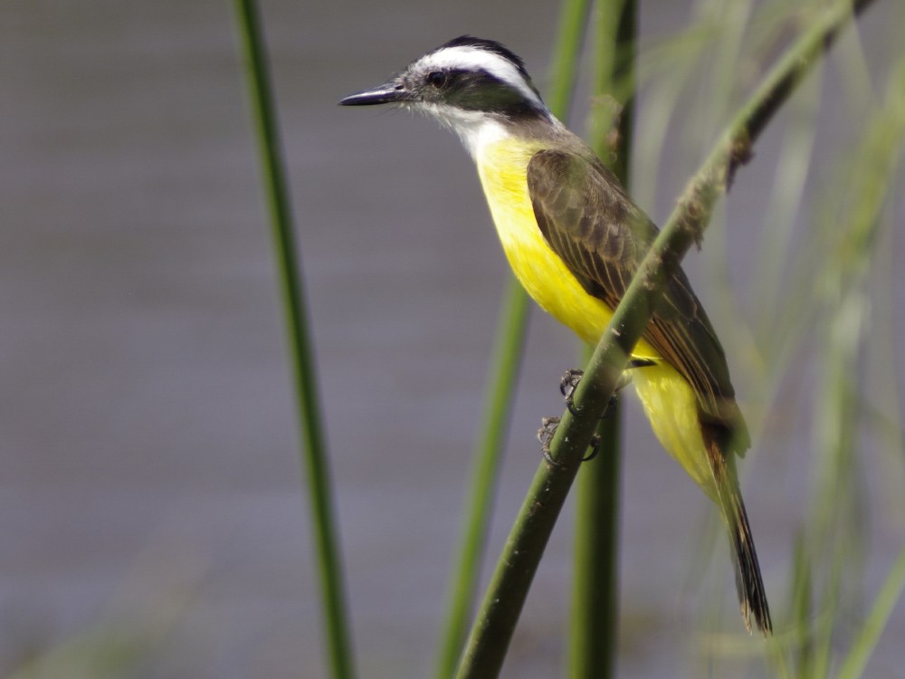 Lesser Kiskadee - ML613509346