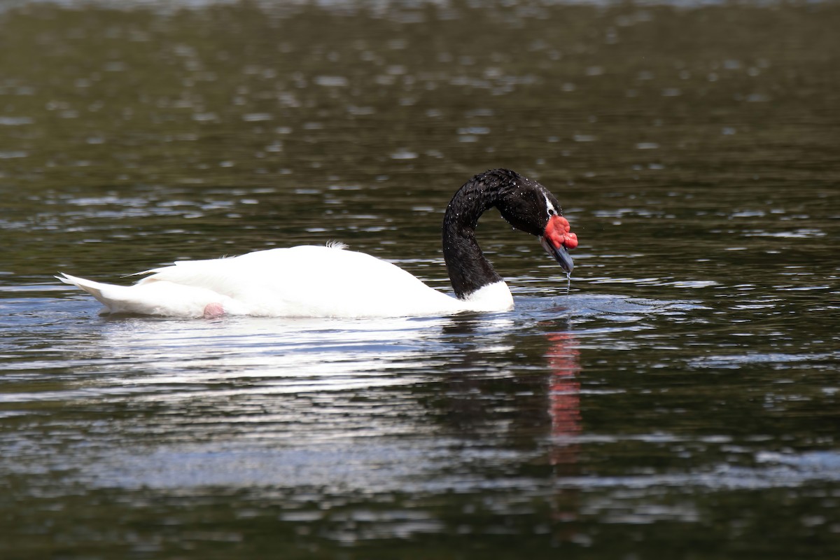 Black-necked Swan - ML613509388