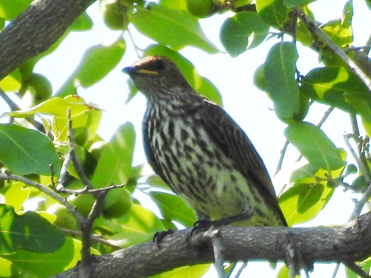 Violet-backed Starling - ML613509418