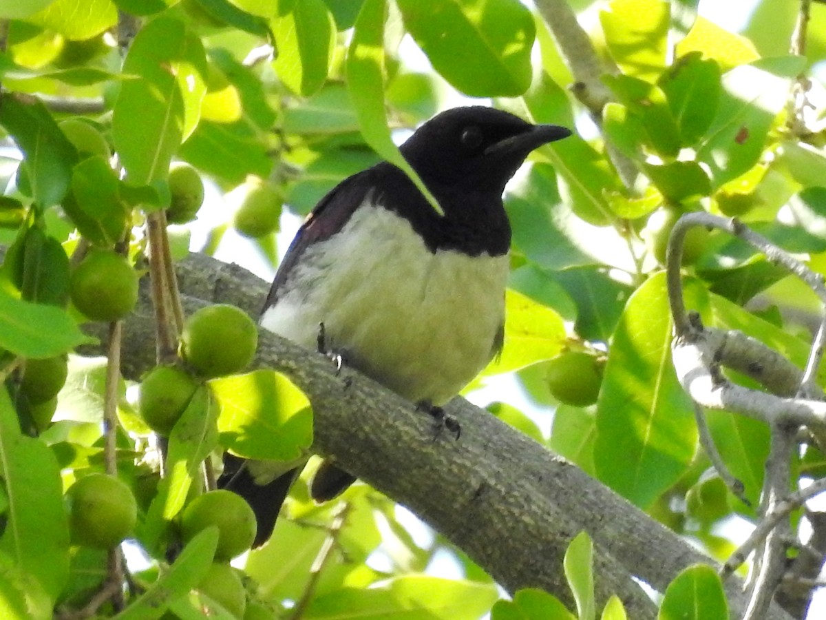 Violet-backed Starling - ML613509419