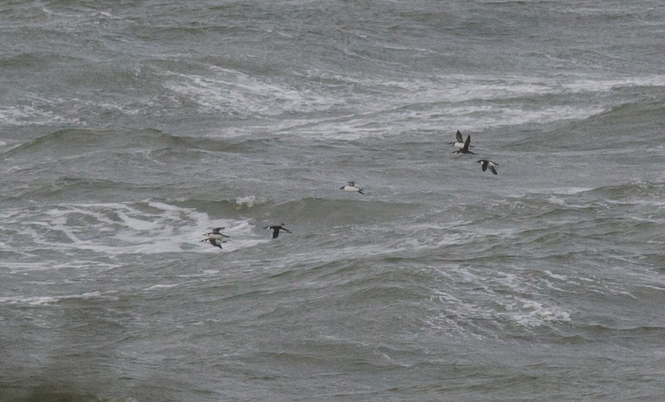 Thick-billed Murre - ML613509437