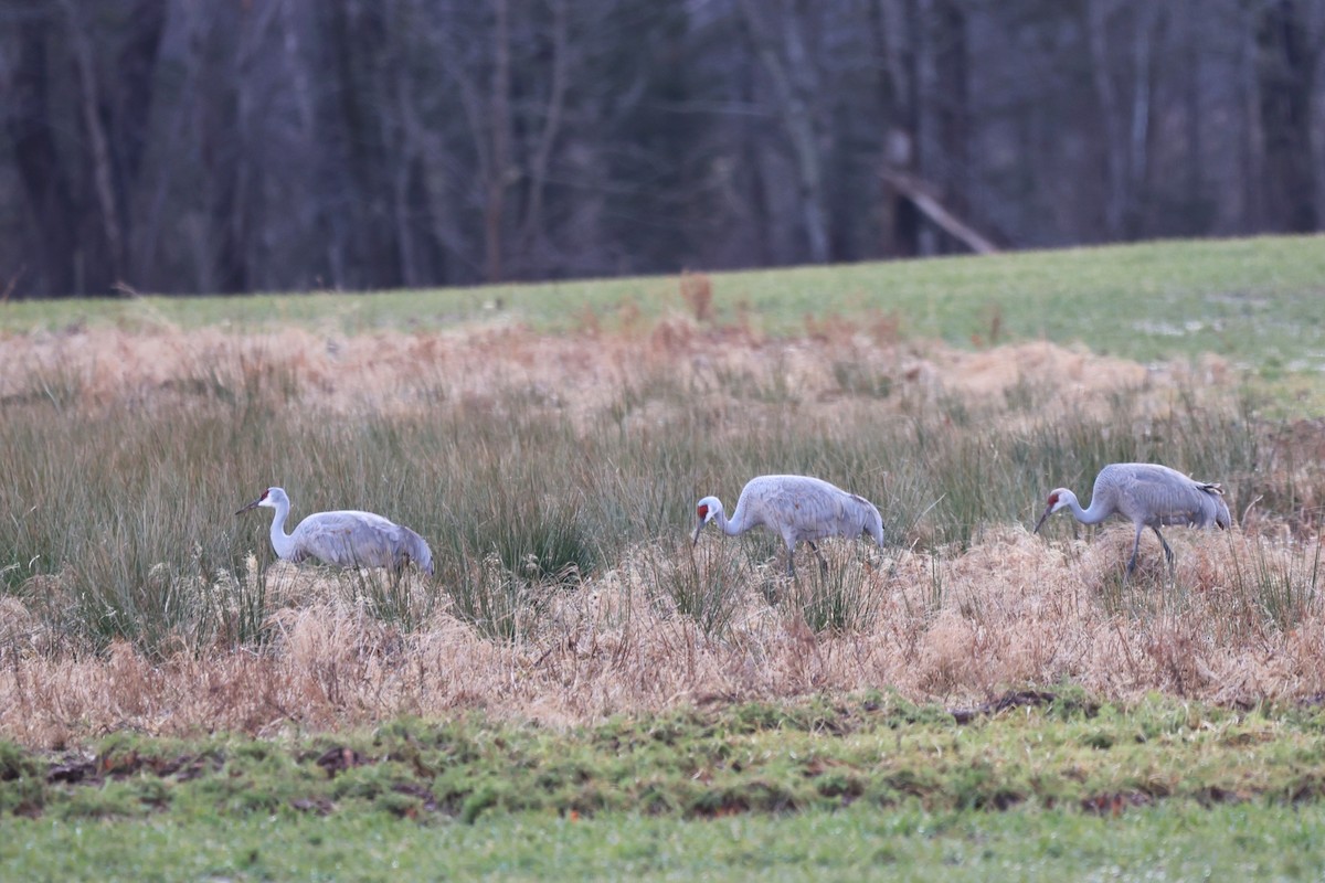 Sandhill Crane - Richard Giles