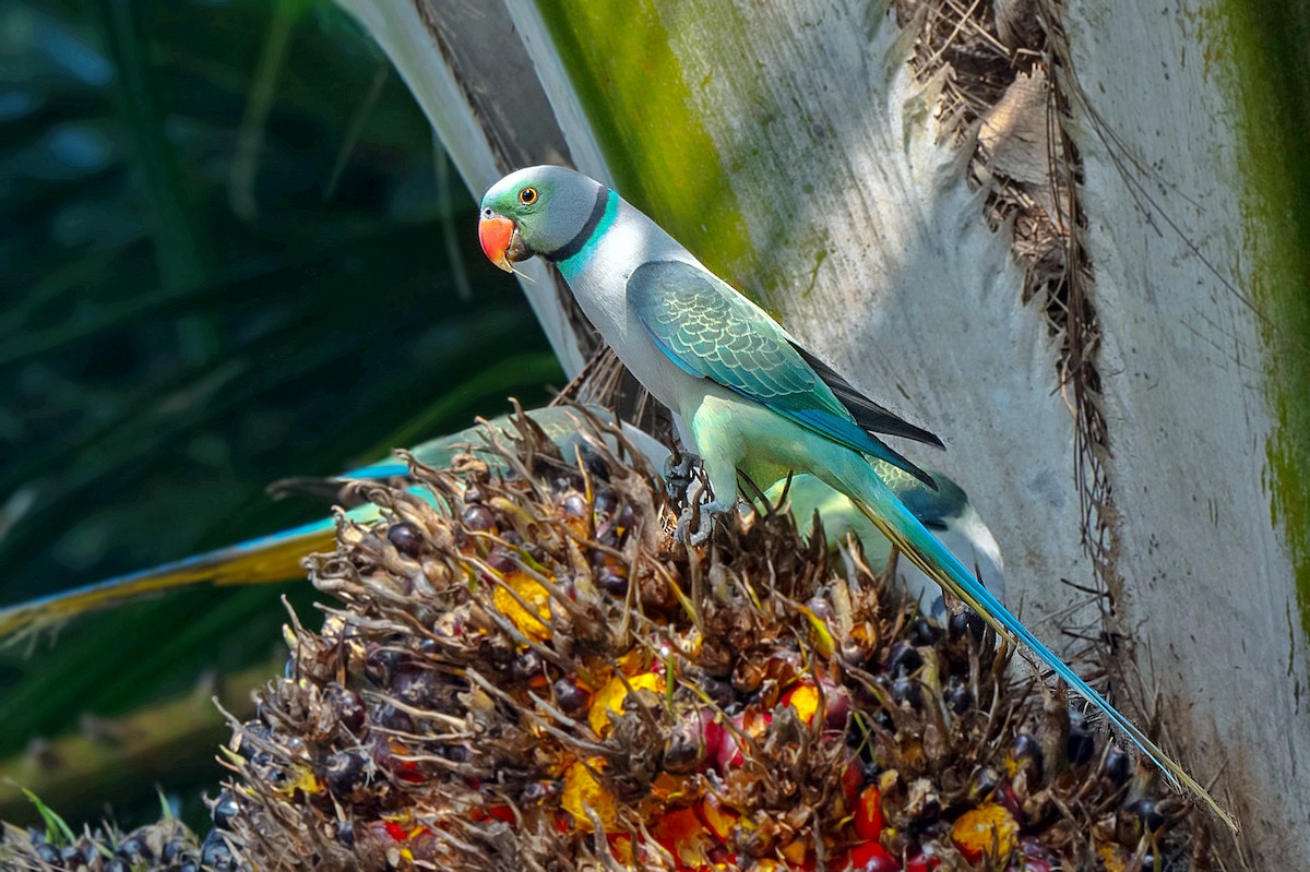 Malabar Parakeet - ML613509487