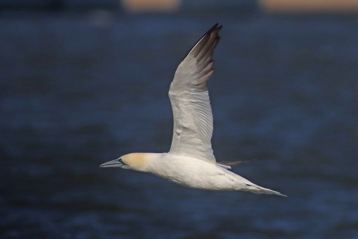 Northern Gannet - Corey Finger