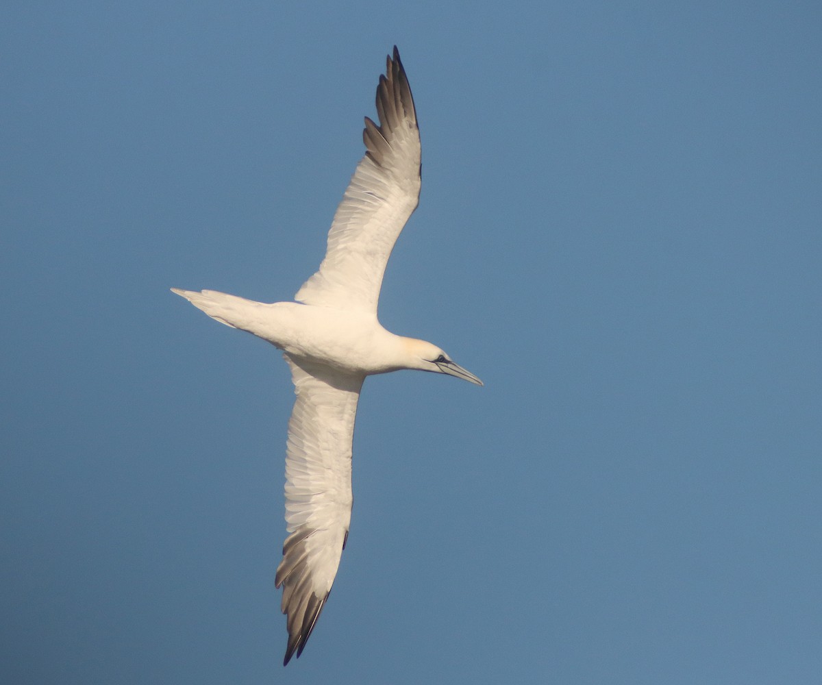 Northern Gannet - ML613509507