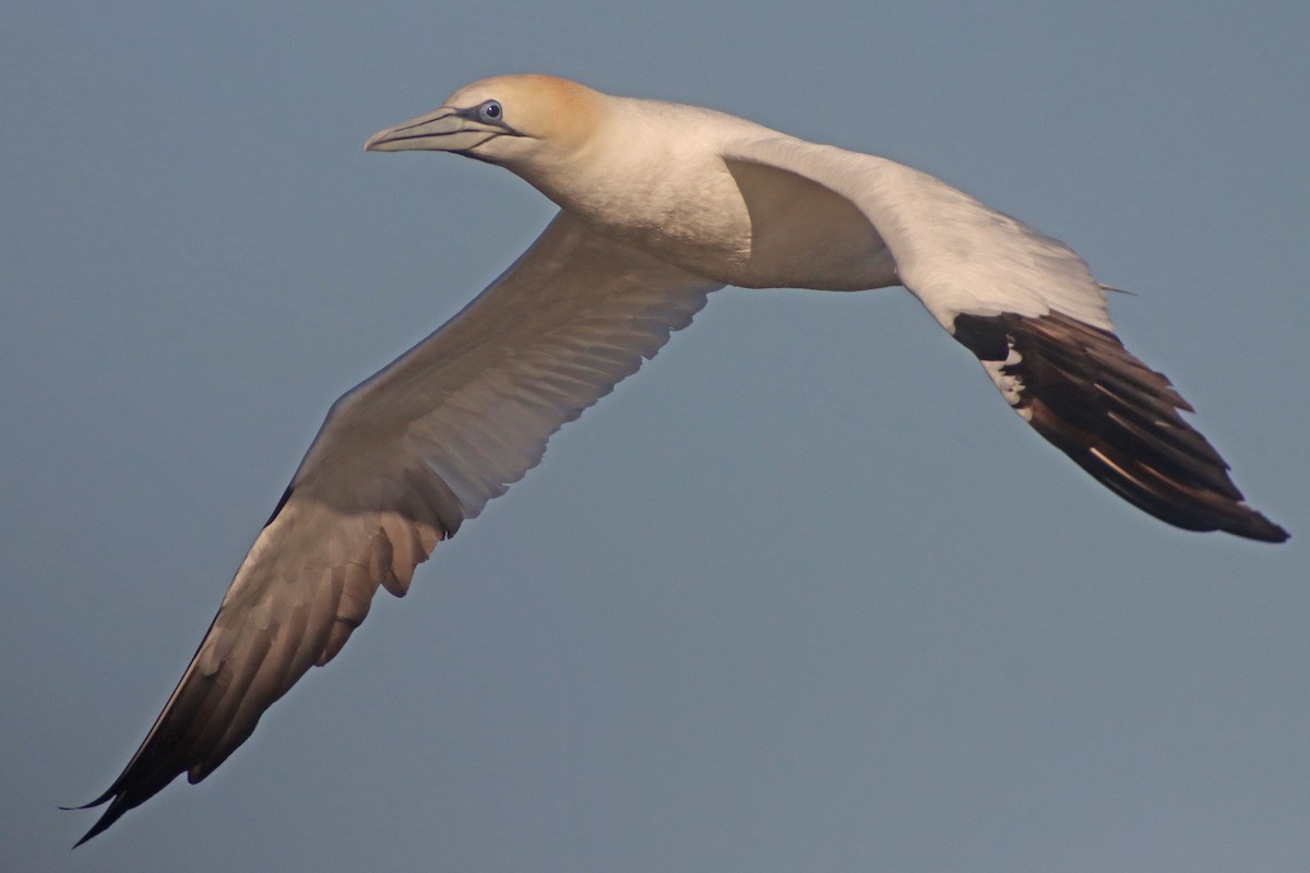 Northern Gannet - ML613509510