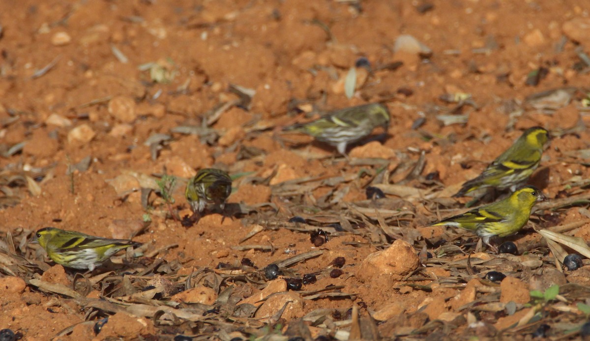 Eurasian Siskin - ML613509513