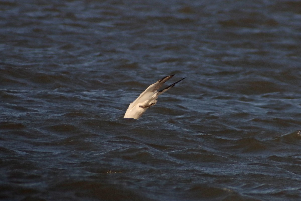 Northern Gannet - ML613509514