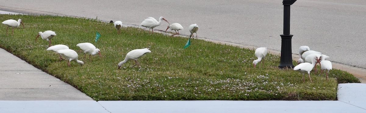 White Ibis - ML613509516