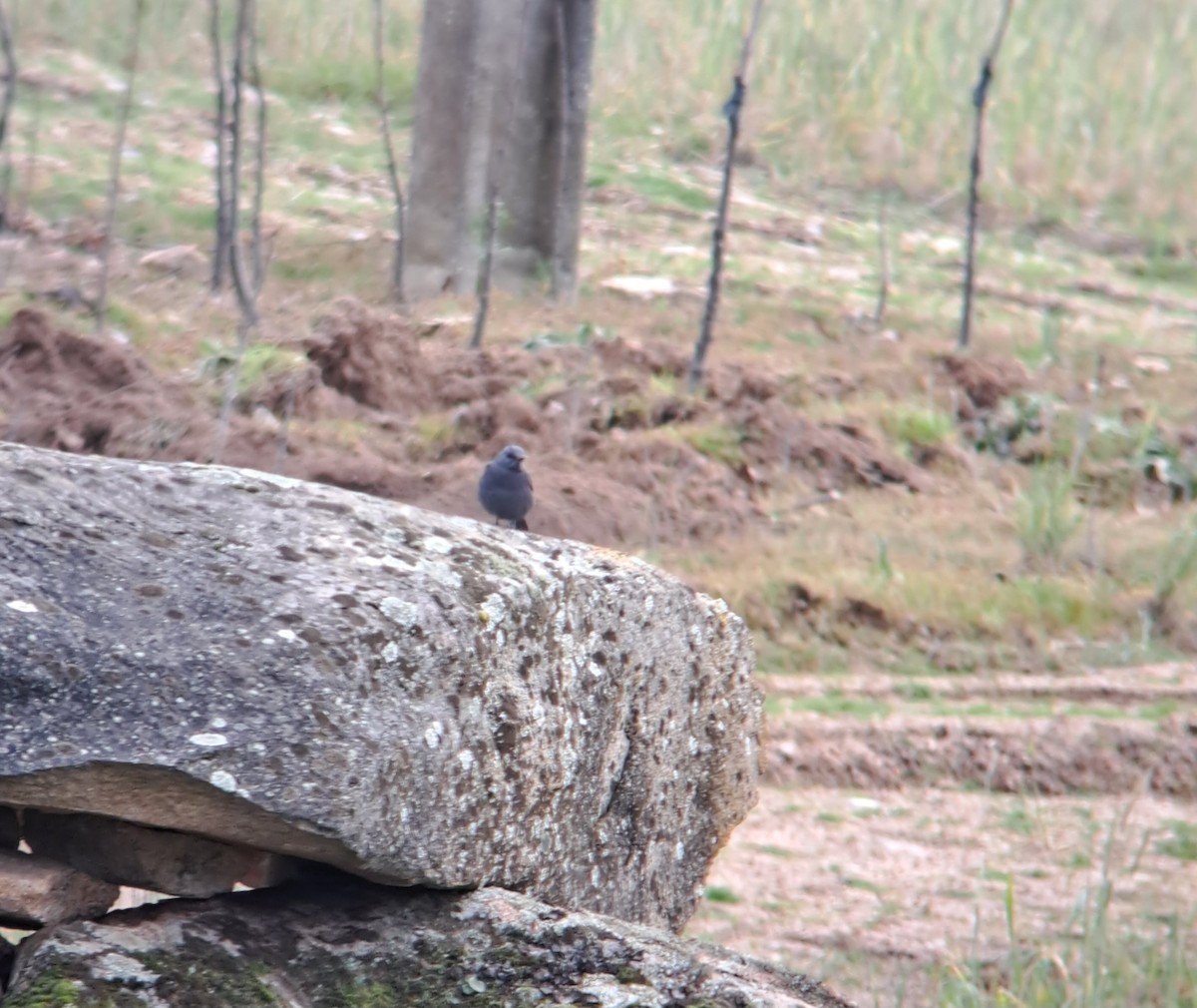 Blue Rock-Thrush - ML613509530