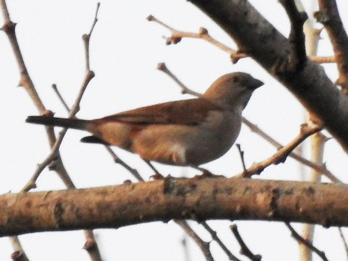 Southern Gray-headed Sparrow - ML613509533