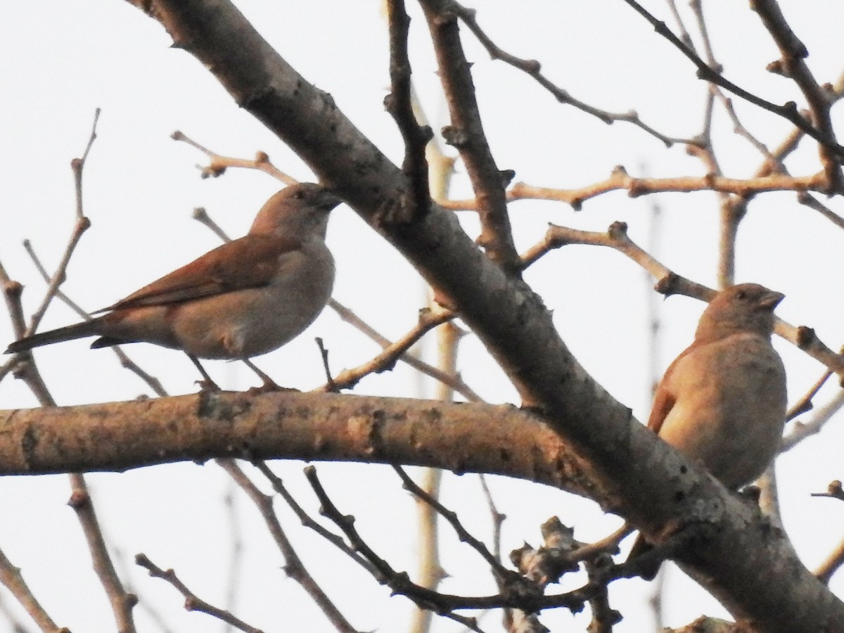 Southern Gray-headed Sparrow - ML613509534