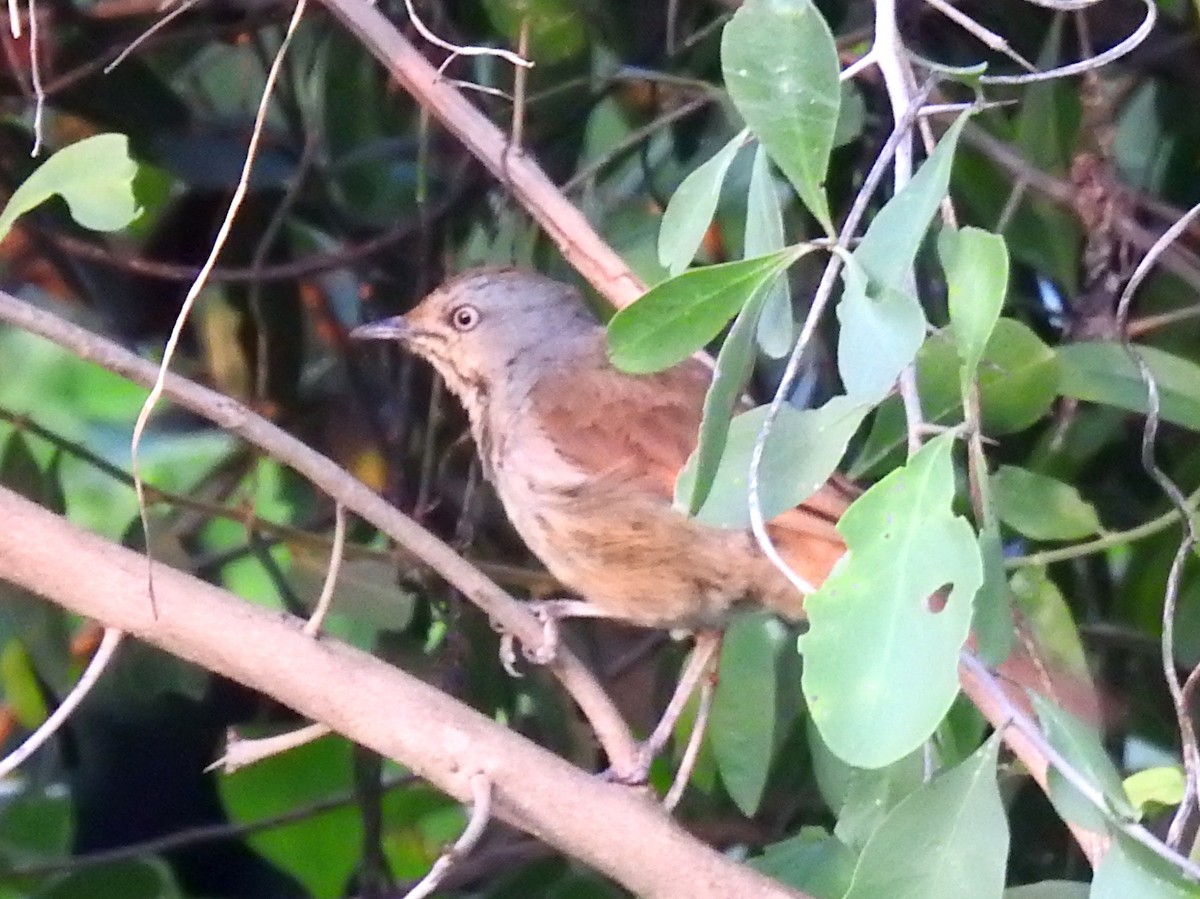 Collared Palm-Thrush - ML613509544