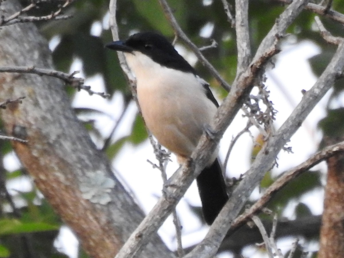 Tropical Boubou - Clare Mateke