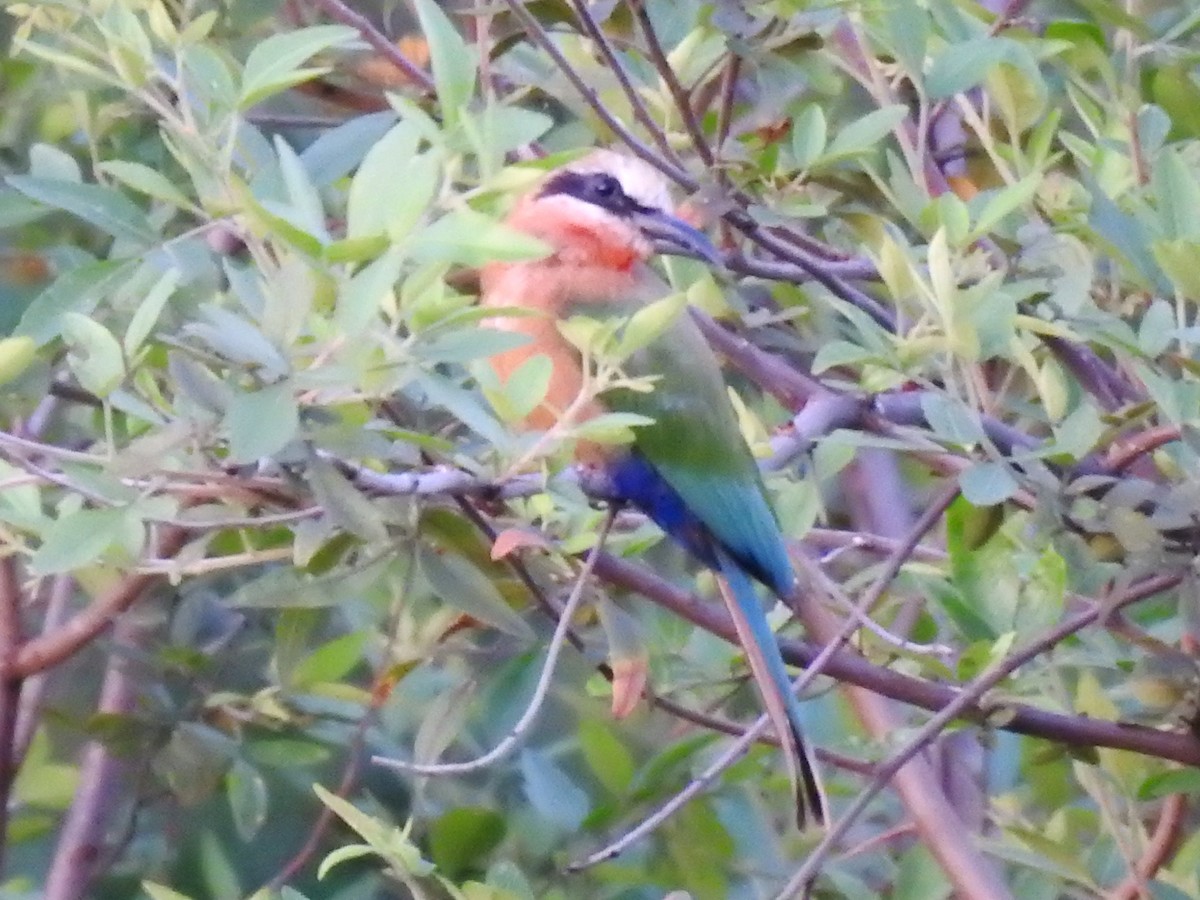 White-fronted Bee-eater - ML613509567