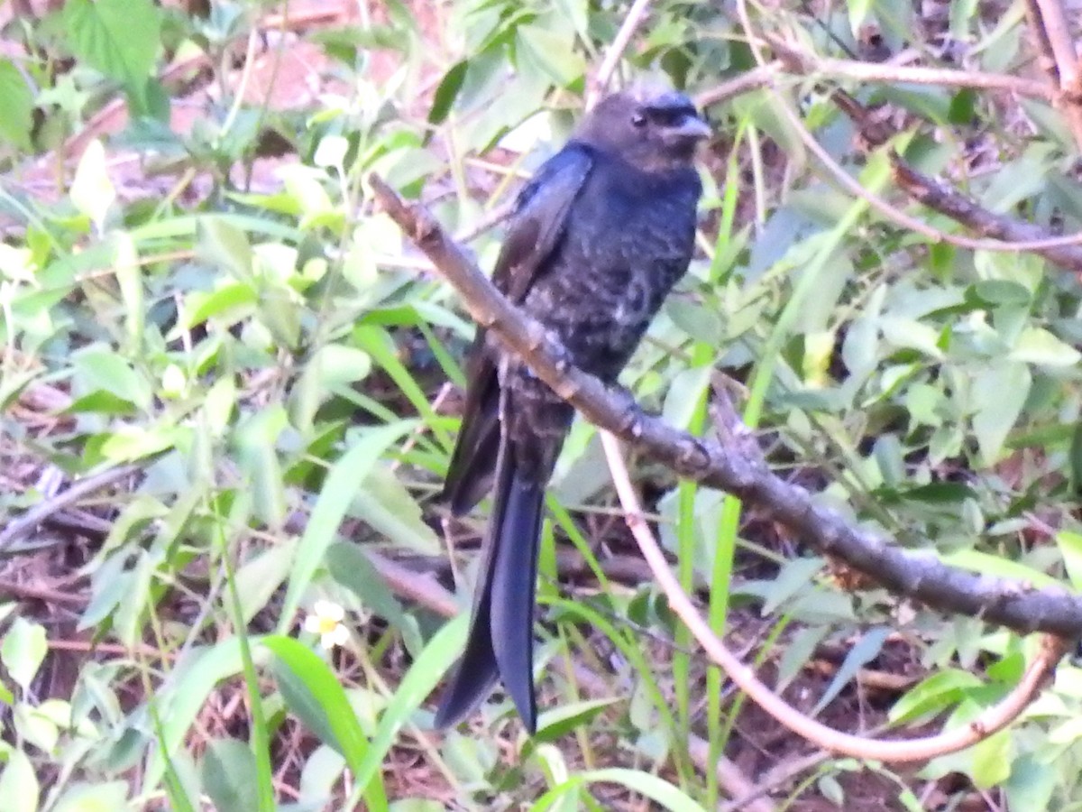 Fork-tailed Drongo - ML613509573